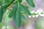 White sweetclover